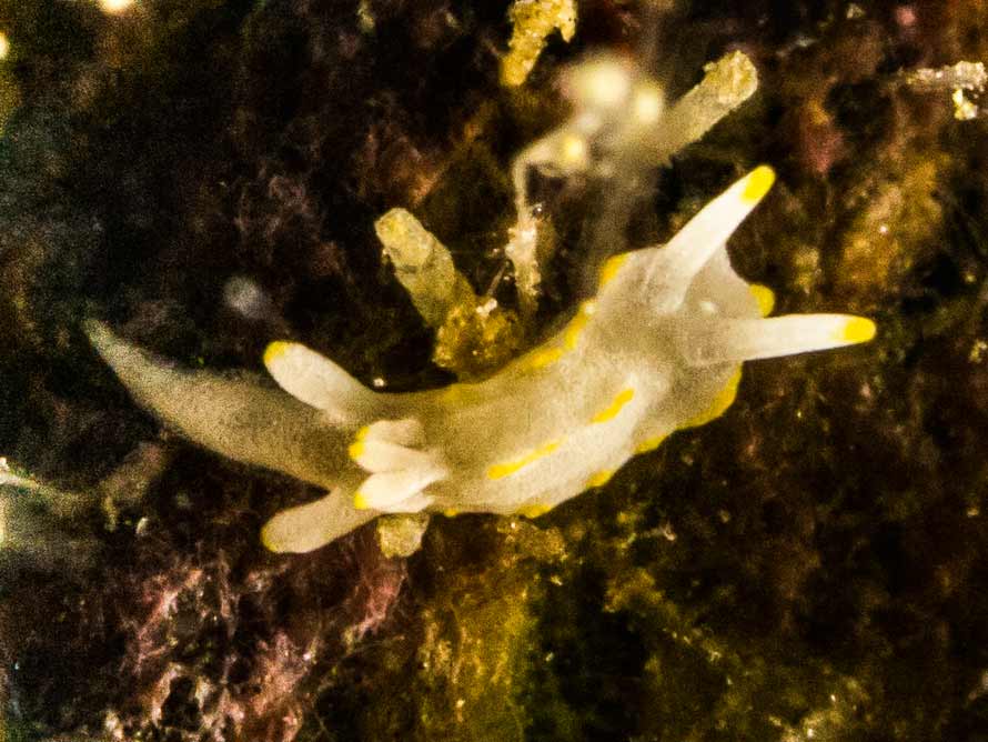 Goniodoridella savignyi